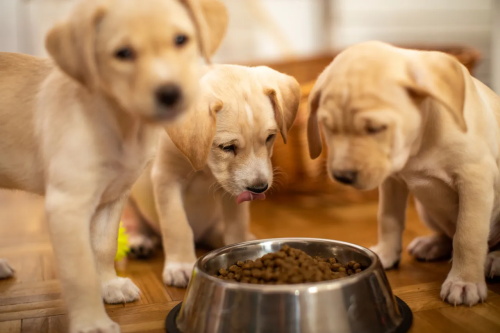 Three Labrador puppies eating kibble from metal bowl
