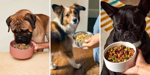Three dog breeds eating fresh prepared pet food