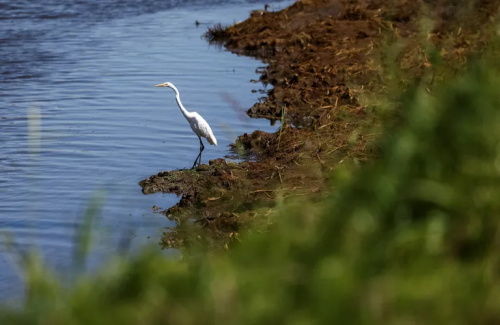 White egret standing on riverside muddy bank